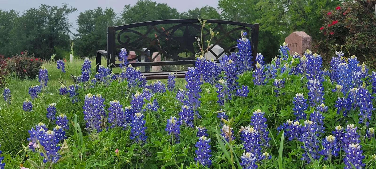Texas bluebonnets blooming among grave markers in spring