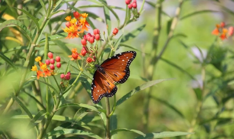 A monarch butterfly on wildflowers at Our Lady of the Rosary Cemetery